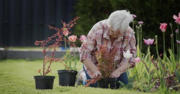 An elderly woman is planting flowers in her garden. Active senior people — Vídeos de Stock