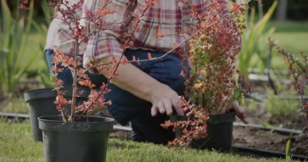 一个女园丁的手在她的花园里种花 — 图库视频影像