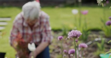 Bir arı bahçede bir çiçeğin üzerinde otluyor, arka planda bir kadın bahçesine çiçek ekiyor.