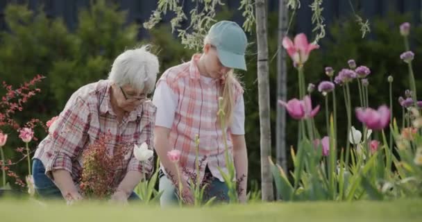 Grandmother and granddaughter plant flowers together in the backyard of the house — Vídeos de Stock