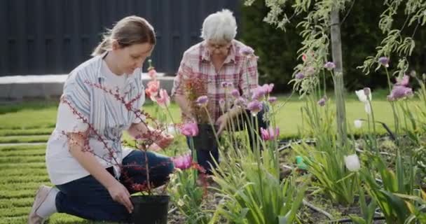 Two women plant flowers in the garden, decorate the backyard of the house — Stockvideo