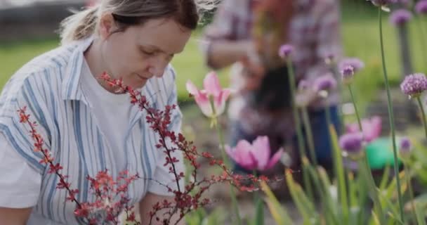 Women working in the garden - planting flowers in the backyard dma — Vídeos de Stock