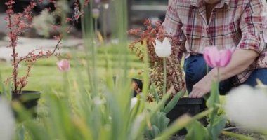 Bahçıvan kadının elleri. Bahçeye çiçek eker.