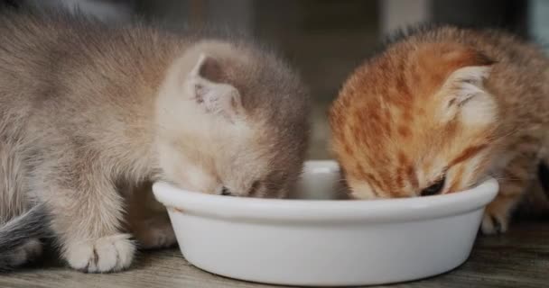Δύο χαριτωμένα γατάκια τρώνε από ένα κοινό μπολ. — Αρχείο Βίντεο