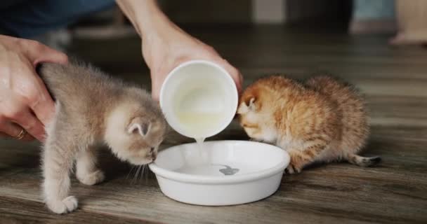 Sahibi küçük kedileri besler, bir kaseye yemek koyar. — Stok video