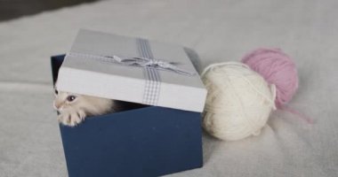 Kedi yavrusu hediye kutusundan fırlıyor..