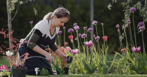 Женщина сажает цветы в саду возле своего дома — стоковое видео