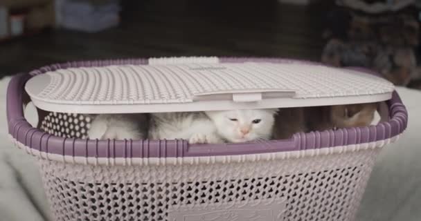 Gatitos divertidos asomándose fuera de la cesta — Vídeo de stock