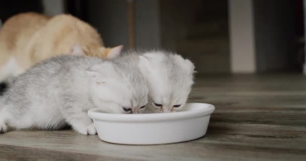 Dos gatitos lindos comen de un tazón común — Vídeo de stock