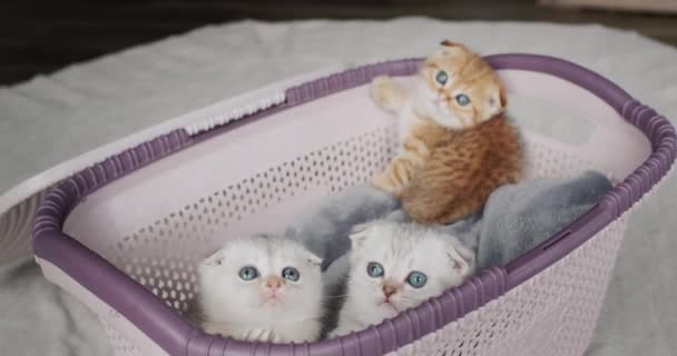 Χαριτωμένα γατάκια φαίνονται προσεκτικά από το καλάθι. — Αρχείο Βίντεο