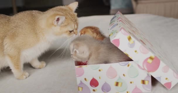 De kat kijkt naar haar kittens in een geschenkdoos — Stockvideo