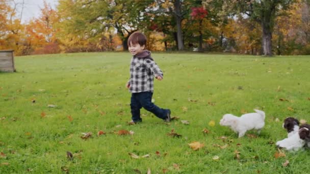 无忧无虑的婴儿带着他的小狗在绿色的草坪上奔跑 — 图库视频影像