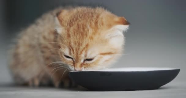 Il gattino rossiccio mangia il cibo da una boccia — Video Stock