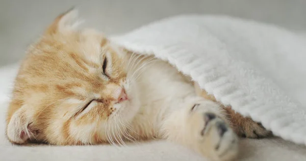 Ο ιδιοκτήτης καλύπτει ένα νυσταγμένο γατάκι τζίντζερ με μια κουβέρτα — Φωτογραφία Αρχείου
