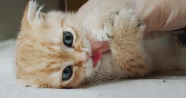 The owner plays with a pet - a red kitten. Cat bites and licks a finger — Stock Video