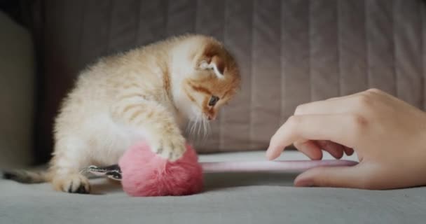 De eigenaar speelt met een huisdier - een schattig rood katje — Stockvideo