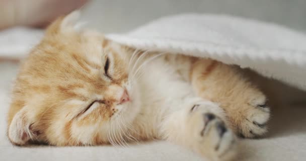O proprietário cobre um gatinho de gengibre sonolento com um cobertor — Vídeo de Stock