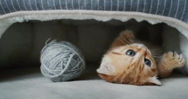 Şirin kızıl kedi yavrusu hayvan evinde dinleniyor.