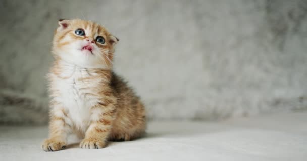 Um gatinho vermelho bonito olha de lado a lado, com fome e lambendo os lábios. Ansioso por uma deliciosa refeição — Vídeo de Stock