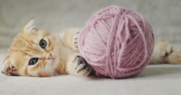 Un lindo gatito jengibre se encuentra cerca de una bola de hilo — Vídeos de Stock