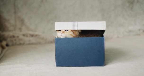 一只可爱的红猫从盒子里探出头来 礼物和惊喜的概念 — 图库视频影像