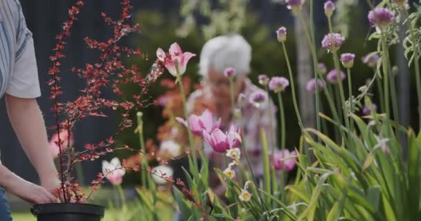 Twee Vrouwen Planten Bloemen Tuin Versieren Achtertuin Van Het Huis — Stockvideo