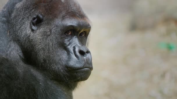 Large Gorilla Eats Dry Grass Sits Its Back Rock — Stock videók