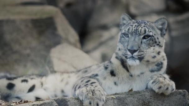 Irbis Snow Leopard Snow Leopard Large Predatory Mammal Feline Family — Video Stock