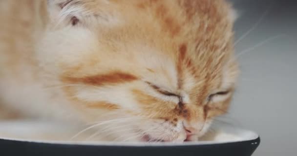 Симпатичная Кошка Ест Миски Полу Ест Удовольствием Своей Миски — стоковое видео
