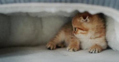 Şirin kızıl kedi yavrusu hayvan evinde dinleniyor..
