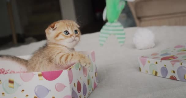 店主は小さな生姜子猫と遊ぶ — ストック動画