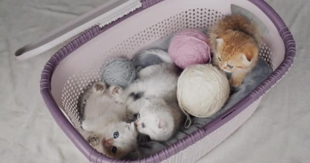 Verschillende Kleine Kittens Een Mandje Naast Bolletjes Garen — Stockvideo