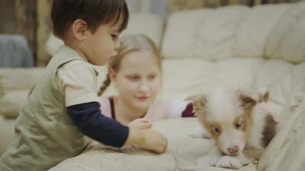 Crianças Brincam Com Cachorros Bonitos Vídeo — Vídeo de Stock