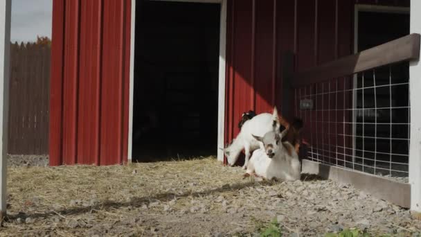 Las Cabras Descansan Una Pequeña Paleta Cerca Granero — Vídeos de Stock