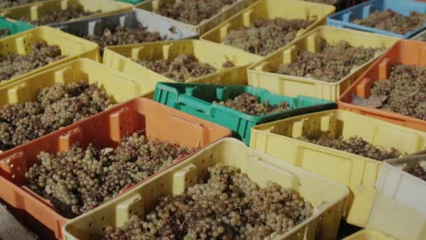 Nombreuses Boîtes Colorées Avec Vendanges Récoltées Production Vin Blanc — Video