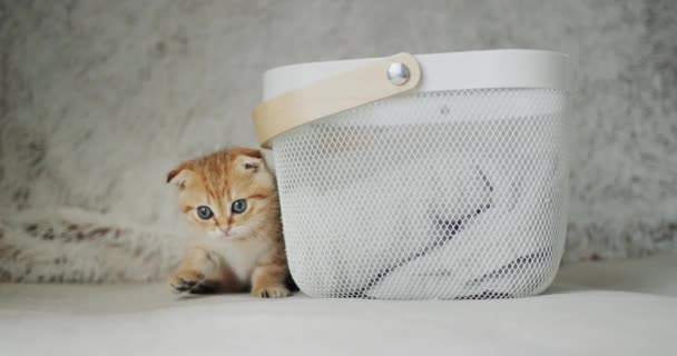 Seekor Kucing Kecil Mengintip Keluar Dari Balik Keranjang Hewan Peliharaan — Stok Video