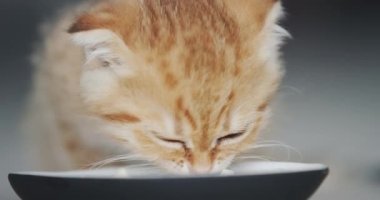Şirin bir kedi yerdeki bir kaseden yemek yiyor. Kasesinden neşeyle yemek yiyor..