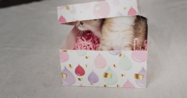 Dos Gatitos Asoman Una Caja Regalo Vídeo — Vídeos de Stock