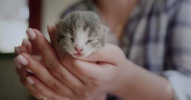 Yeni doğmuş bir kedi yavrusunu tutan kadın eller.