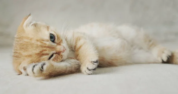 Mignon Petit Chaton Repose Sur Lit Mettre Patte Sous Tête — Photo