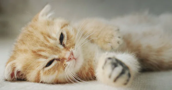 Portrait Cute Ginger Kitten Napping Sofa — Stock Photo, Image