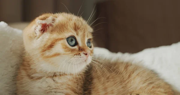 Portrait of a cute ginger kitten.