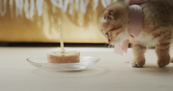 Котёнок Ест Торт День Рождения Одной Свечой День Рождения Домашних — стоковое видео