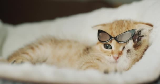 面白い生姜子猫は彼の足で彼のサングラスを上げ 眼鏡の下から外を見る — ストック動画