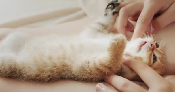Owner Makes Massage His Pet Ginger Kitten — Stock Video