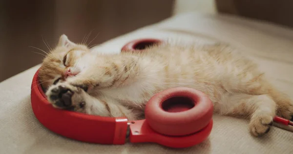 Χαριτωμένο Γατάκι Τζίντζερ Αναπαύεται Ακουστικά Κατοικίδιο Ζώο Λάτρης Της Μουσικής — Φωτογραφία Αρχείου