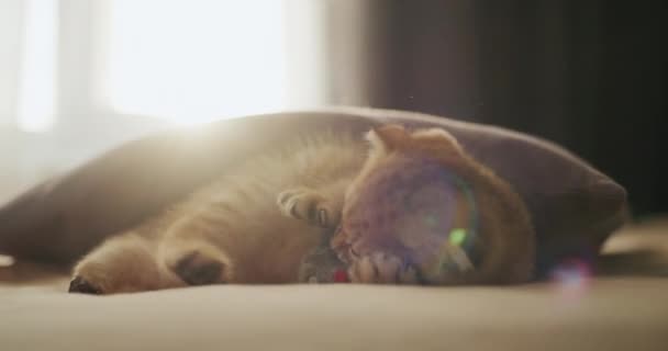 一只可爱的红猫带着玩具在床上玩耍 清晨的阳光从窗户射出 舒适舒适的房子里 4K视频 — 图库视频影像