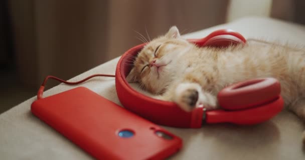 Gatito Rojo Amante Música Duerme Auriculares Rojos Bonito Hogar Cómodo — Vídeos de Stock