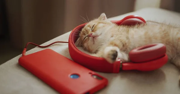 Red kitten music lover sleeps on red headphones. Nice comfortable home.