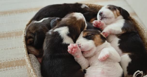 Varios Cachorros Beagle Recién Nacidos Duermen Una Cesta — Vídeo de stock
